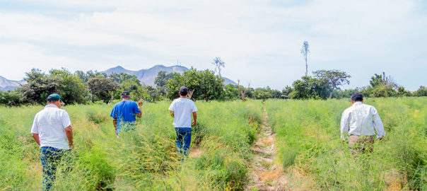 Desarrollo productivo: Antamina impulsa la exportación de espárragos en Huarmey