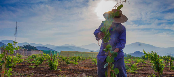 Vendimia 2018: Se celebra con éxito el primer festival de la uva en Huarmey
