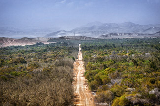 bosque HY2