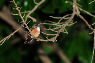 Aves del Bosque de Huarmey