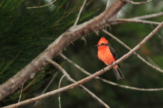 Aves del Bosque de Huarmey