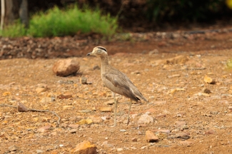 Aves del Bosque de Huarmey