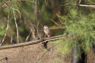 Aves del Bosque de Huarmey