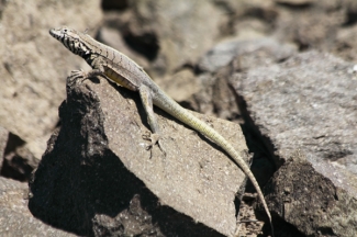 Reptiles en el bosque de Huarmey