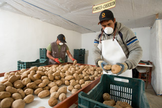 094_Acopio de Papas Ayash_Antamina_14082013