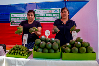 proyectos-productivoPALTAS-2