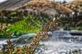Forestación