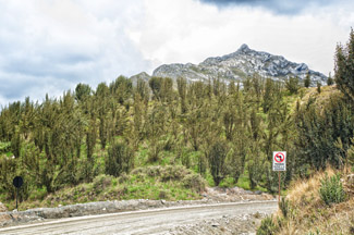 bosque