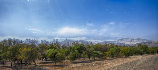 El bosque de Huarmey es creado gracias nuestro mineroducto que traslada el concentrado mineral, donde el 40% es agua.
