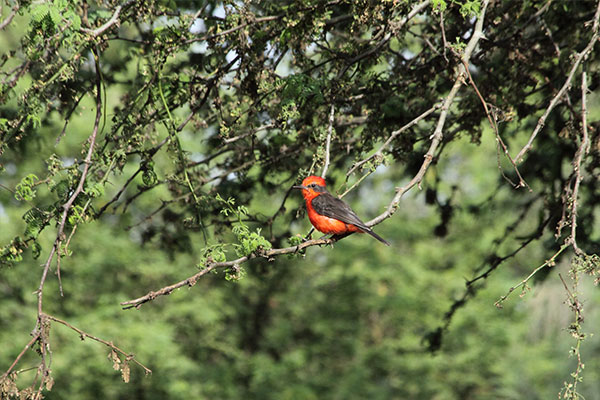 Medio ambiente: Bosque de Huarmey, un logro de la gestión ambiental de Antamina