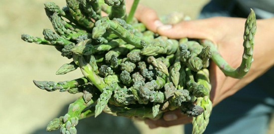 Los proyectos de desarrollo de Antamina incluyen cadenas productivas de palta, melocotón, espárrago, lácteos y silvopasturas