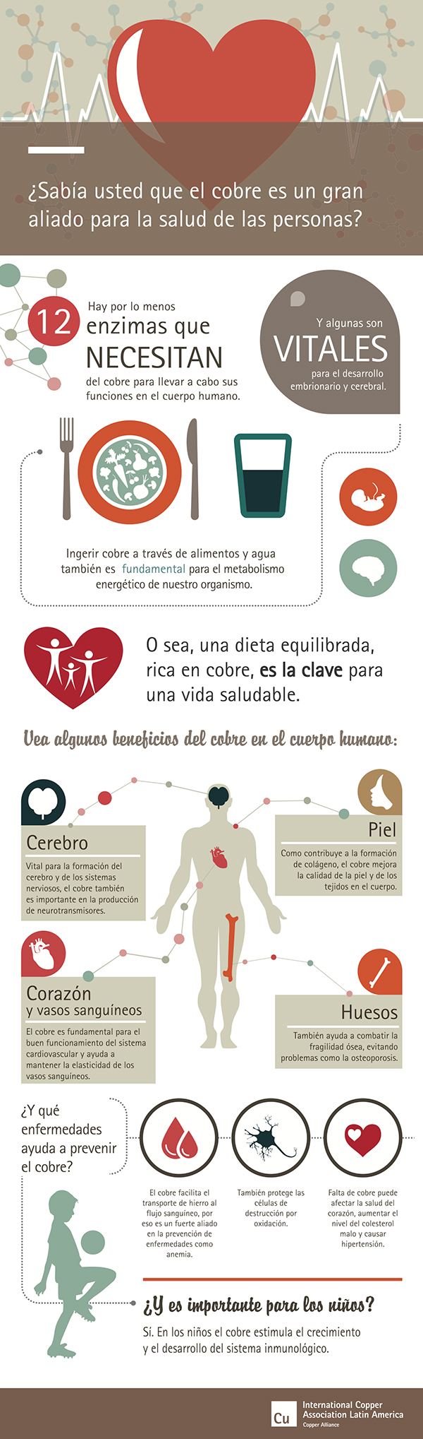 cobre-ayuda-prevenir-anemia-osteoporosis