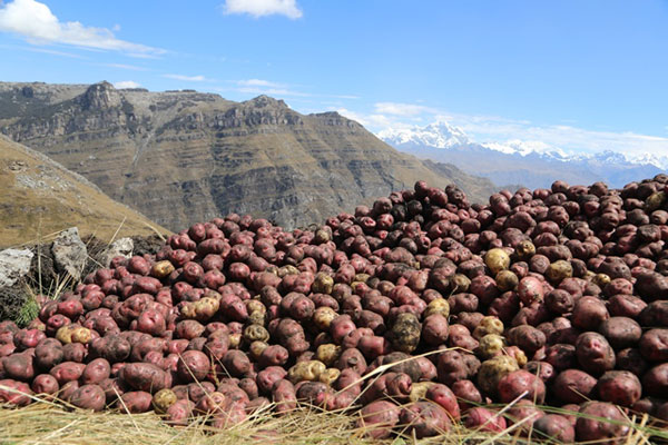 papas-nativas-ancash