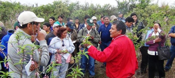 Huaral: Productores de Melocotón