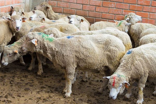 inseminacion-artificial-huari2