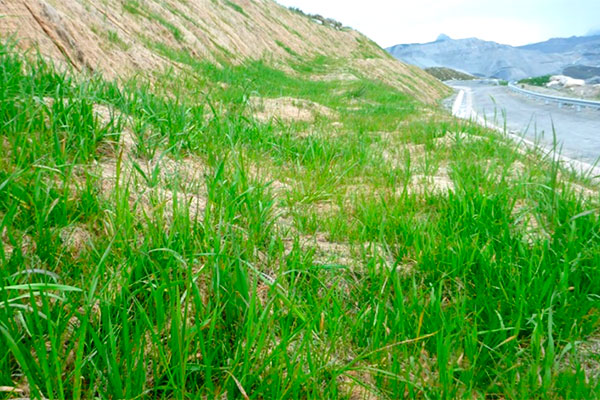 bio-mantos-instalados Los bio-mantos instalados por Antamina abarcan a la fecha un área total de 43,093 m2 en diferentes zonas de la operación.