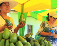Festival de paltas en Chasquitambo.
