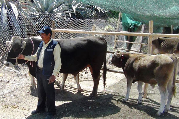 feria-cajacay-vacuno Muestra de avance de la crianza de ganado vacuno.