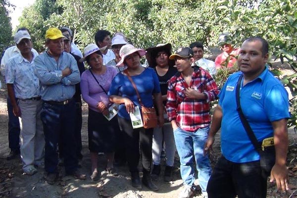 Antamina apoyó que los productores de palta intercambien experiencias.