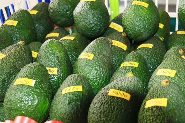 Festival de la Palta y cuarta Feria Gastronómica de Chasquitambo