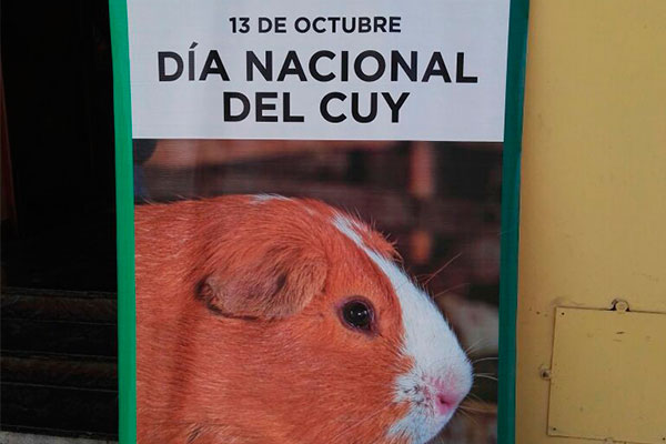 Proyecto de crianza de cuyes: promovido por Antamina busca la mejora de los ingresos familiares en Colquioc y Antonio Raymondi