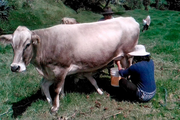 Valle Fortaleza: Inician Escuelas de Campo del proyecto ganadero de vacunos