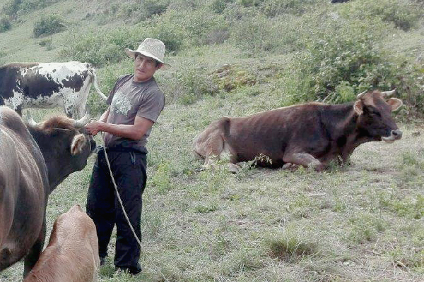 Valle Fortaleza: Inician Escuelas de Campo del proyecto ganadero de vacunos