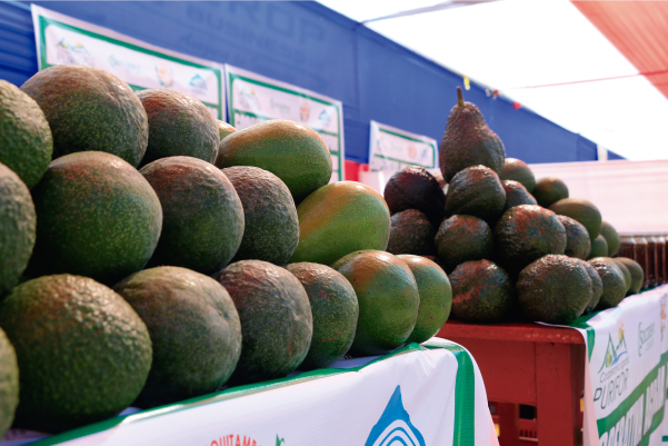 Palta, en sus variedades Fuerte y Hass