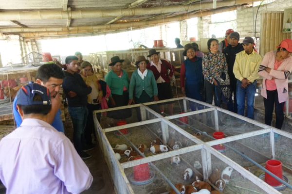 Proyecto de crianza de cuyes favorecen a familias de San Marcos Proyecto de crianza de cuyes favorecen a familias de San Marcos