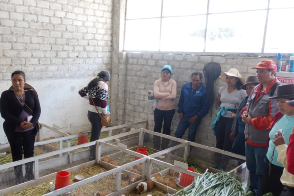 Proyecto de crianza de cuyes favorecen a familias de San Marcos Proyecto de crianza de cuyes favorecen a familias de San Marcos