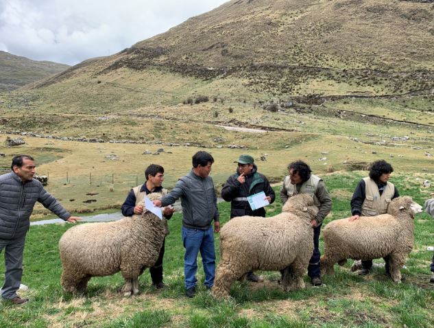 Huaripampa cuenta ahora con más de 500 ovinos que le permitirán la crianza y el mejoramiento genético.