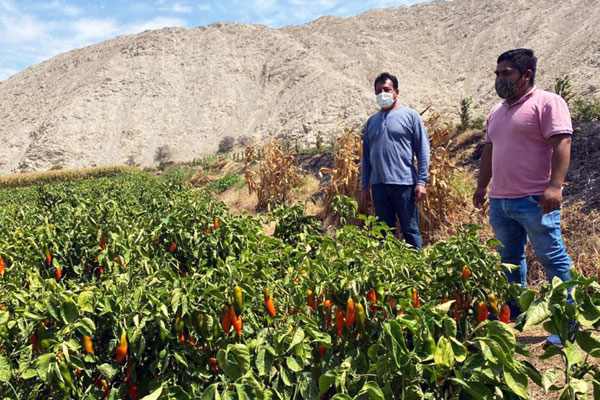Este proyecto brindará un mejoramiento del canal de riego de 60 hectáreas de la zona alta del Valle de Huarmey