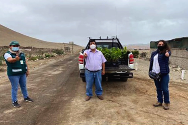 Reforestación Huarmey