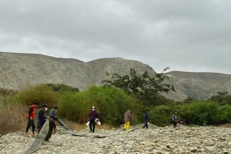 Reforestación Huarmey