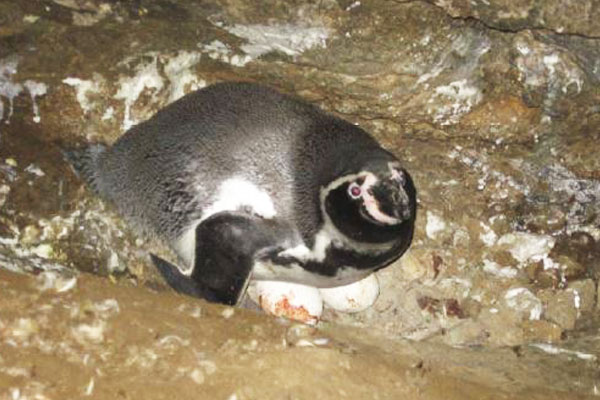 Día del Medio Ambiente: Pingüino de Humboldt incubando.