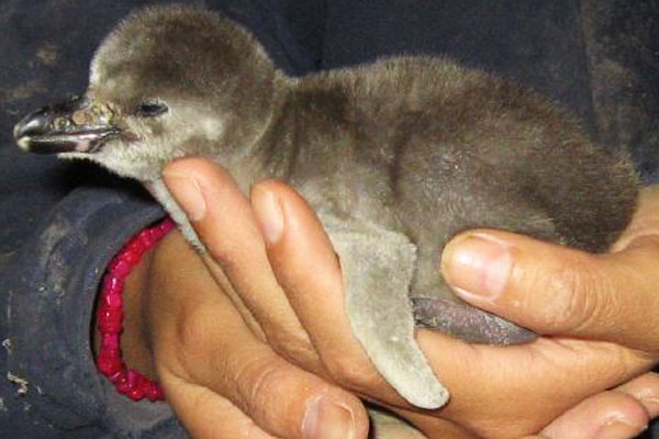 Día del Medio Ambiente: Pingüino de Humboldt recién nacido y censado.