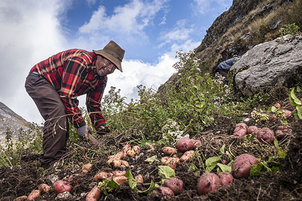 Desarrollo sostenible con papas nativas