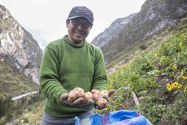 Desarrollo sostenible con papas nativas