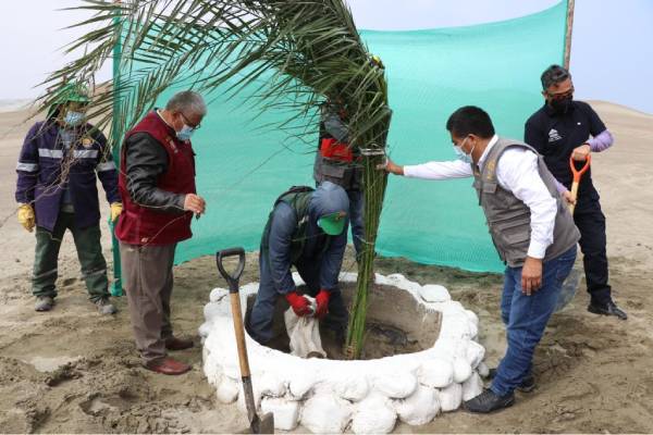 Medioambiente: plantones de palmeras en Tuquillo