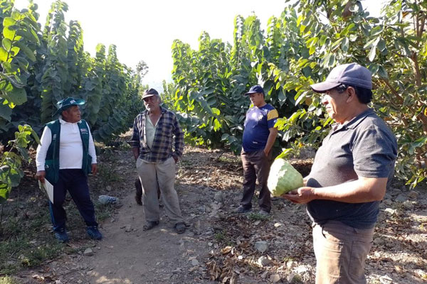 Cultivo de chirimoya en Valle de Huarmey