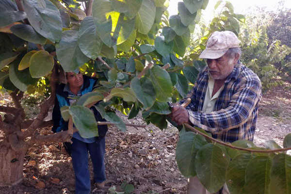 Cultivo de chirimoya en Valle de Huarmey