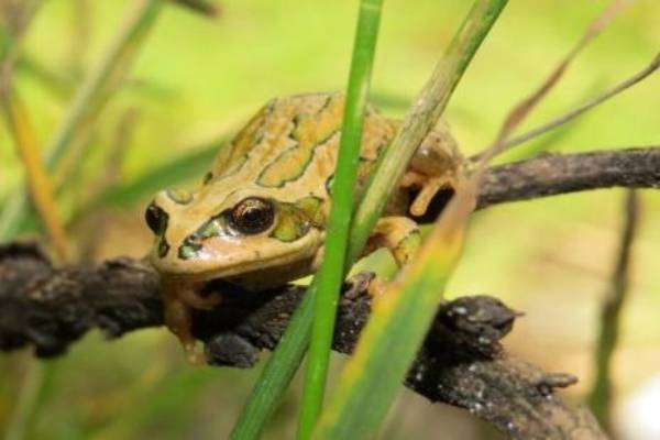 Antamina adapta su programa de biodiversidad a estándares internacionales