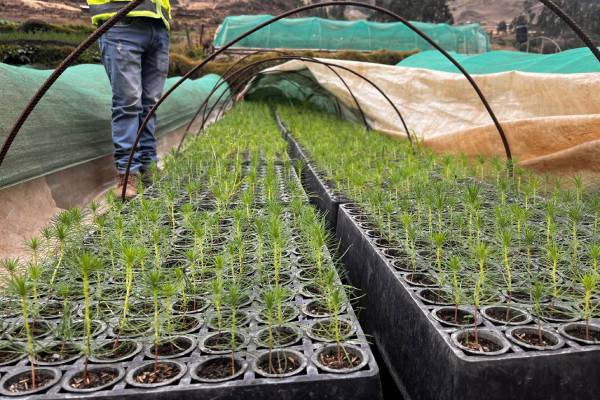 Nueva área forestal en Santa Cruz de Pichiú