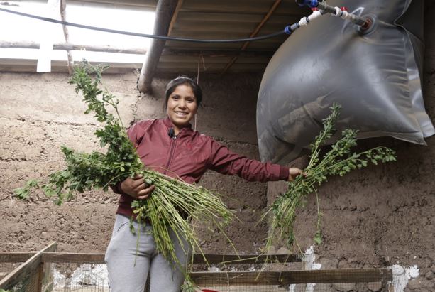 Forraje para alimentar a los cuyes