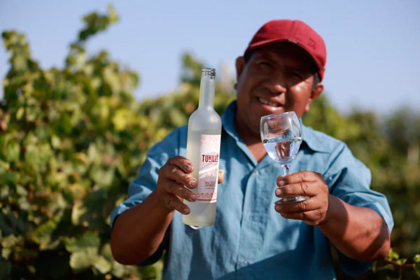 Festival de Huarmey: Vinicultor huarmeyano orgulloso de 'Tukillo', destilado de uva