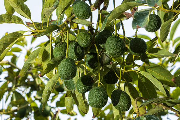 Día del campesino: La palta es otro producto agrícola cultivado con esmero.