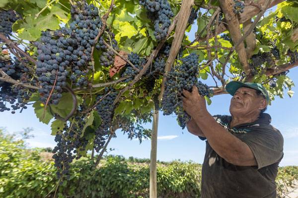 La uva le ha permitido a los productores de este fruto mejorar su economía familiar.