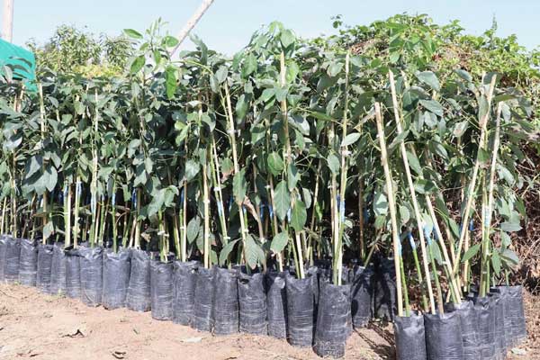 Agricultura sostenible en Huarmey: Plantones de palta.
