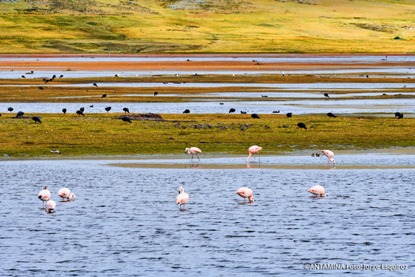 El movimiento de las aves es clave para conocer la calidad del agua de la laguna.