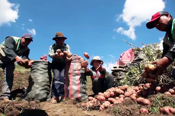 Gracias a la capacitación que reciben los agricultores de papa, han podido mejorar la calidad de sus cultivos.